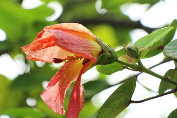 Mooie bloei kleurrijke bloemen in de tuin — Stockfoto