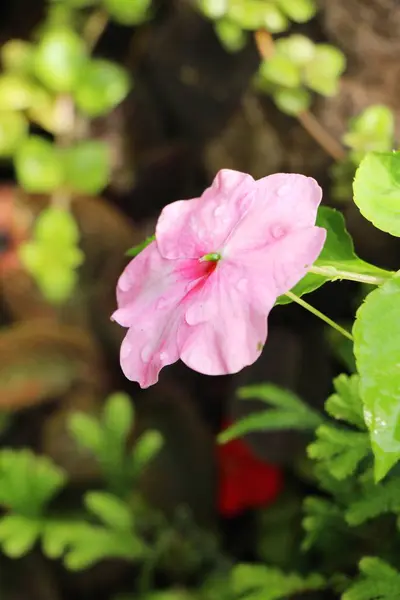 Hermosas flores de colores en el jardín — Foto de Stock