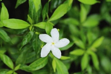 Bahçede güzel renkli çiçek