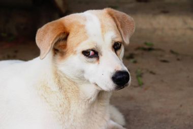 Beyaz köpek şirin yere bakıyor