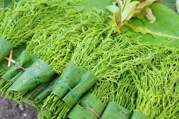 Acacia pennata para cozinhar no mercado — Fotografia de Stock