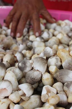Belgili tanımlık çarşı içinde yemek pişirmek için taze mantar