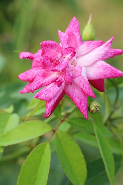 Vackra rosor blommar i trädgården — Stockfoto