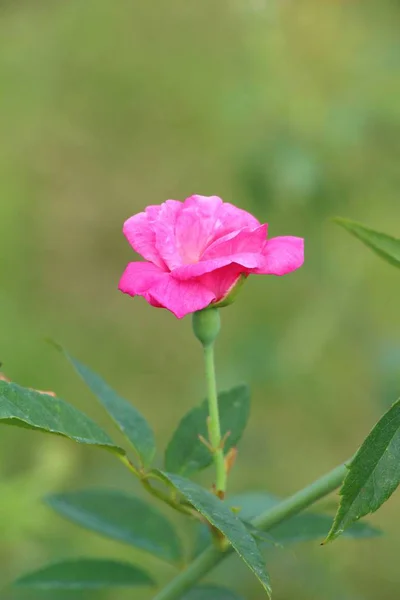 Hermosas rosas florecen en el jardín —  Fotos de Stock