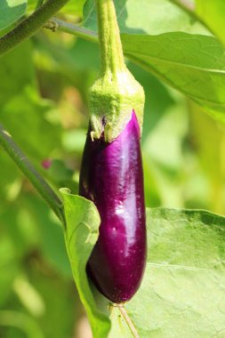 Bahçe ağacında üzerinde mor patlıcan