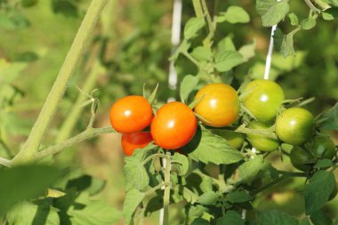 Bahçede ağaçta taze domates