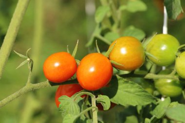 Bahçede ağaçta taze domates