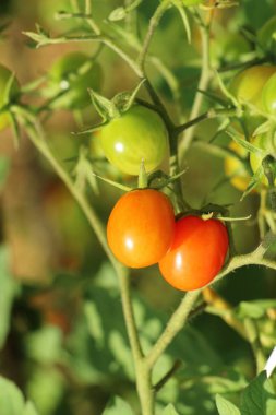 Bahçede ağaçta taze domates