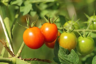 Bahçede ağaçta taze domates