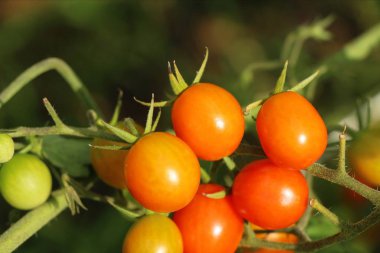 Bahçede ağaçta taze domates