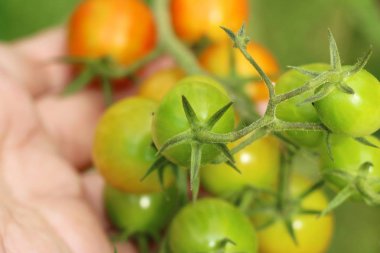 Bahçede ağaçta taze domates