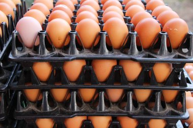 Piyasada panelinde yumurta