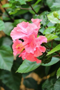 Hibiscus çiçek güzel doğa