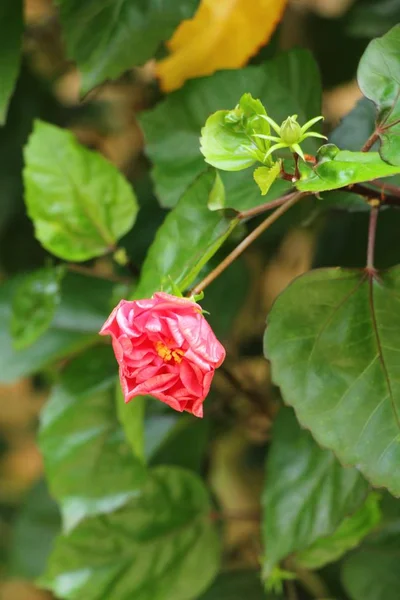 La flor del hibisco a hermoso en la naturaleza — Foto de Stock