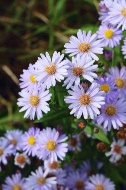 Dailsy güzel çiçek bahçe doğa içinde