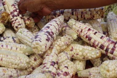 Belgili tanımlık çarşı içinde yemek pişirmek için taze Mısır