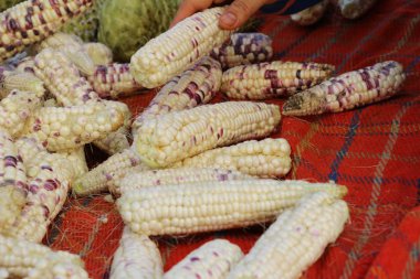 Belgili tanımlık çarşı içinde yemek pişirmek için taze Mısır