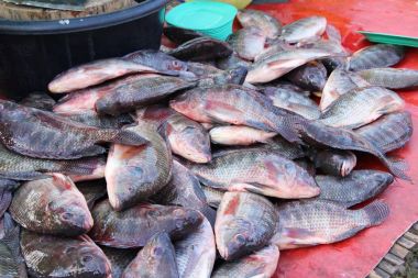 Belgili tanımlık çarşı içinde yemek pişirmek için taze balık