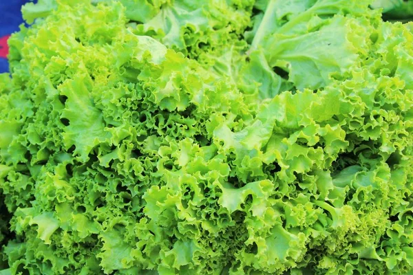 Fresh lettuce for cooking at street food — Stock Photo, Image