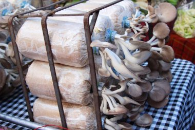 Belgili tanımlık çarşı içinde yemek pişirmek için taze mantar