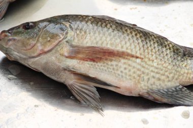 Belgili tanımlık çarşı içinde yemek pişirmek için taze balık