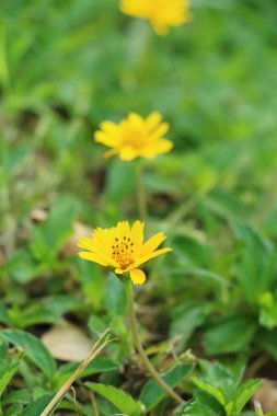 Dailsy güzel çiçek bahçe doğa içinde