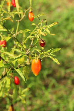 Kırmızı Kiraz biber ağacı üzerinde