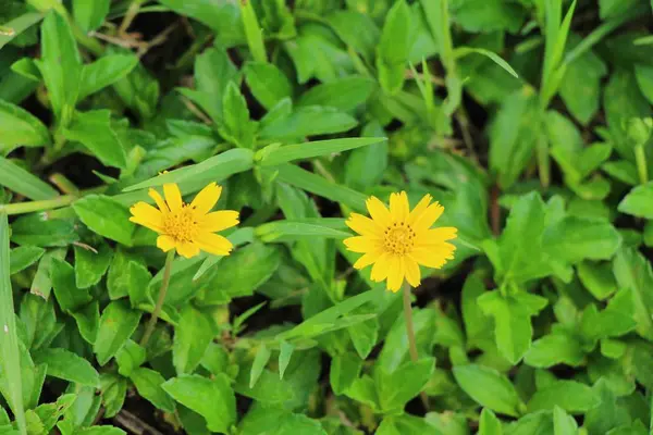 Dailsy blomma vacker i trädgården natur — Stockfoto