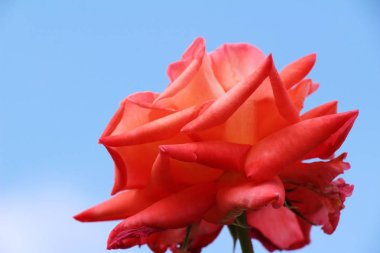 Güzel güller bahçede çiçek açan