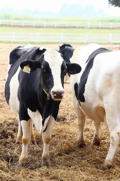 Dairy cows in the farm with nature — Stock Photo, Image