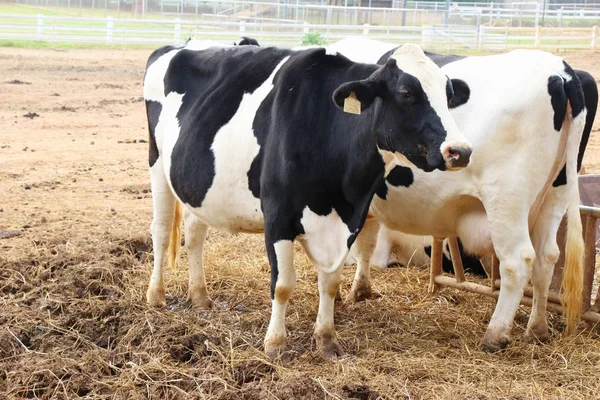 자연과 함께 농장에서 젖소 — 스톡 사진