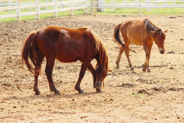 La manada de caballos en la granja —  Fotos de Stock