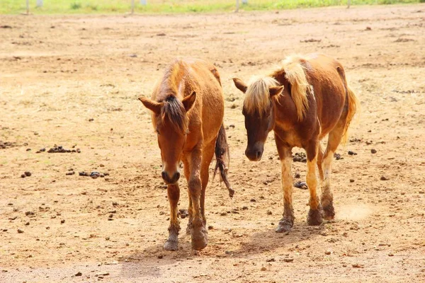 Le troupeau de chevaux dans la ferme — Photo