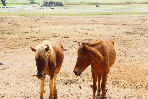 Stado koni w farmie — Zdjęcie stockowe