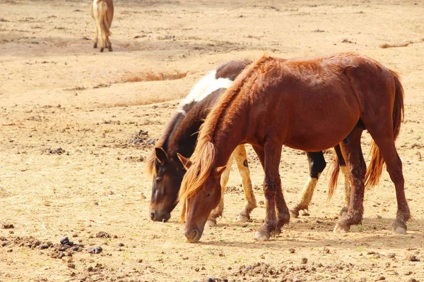 Le troupeau de chevaux dans la ferme — Photo