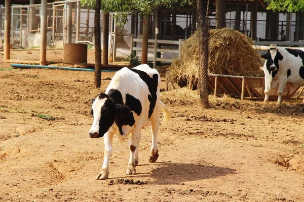 Dairy cows in the farm with nature — Stock Photo, Image