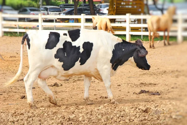 Milchkühe auf dem Bauernhof mit der Natur — Stockfoto