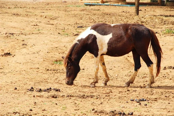 Le troupeau de chevaux dans la ferme — Photo