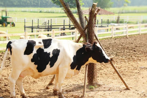 Dairy cows in the farm with nature — Stock Photo, Image