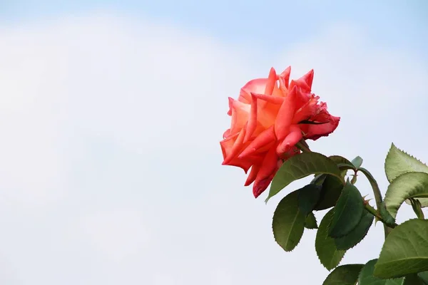 De belles roses fleurissent dans le jardin — Photo