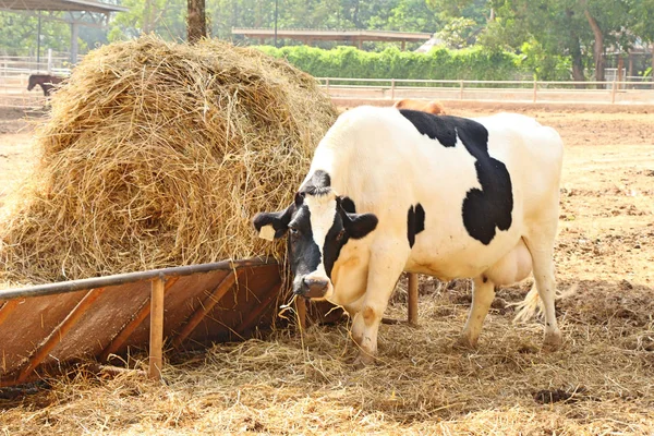 Dairy cows in the farm with nature — Stock Photo, Image