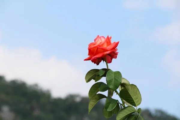 De belles roses fleurissent dans le jardin — Photo