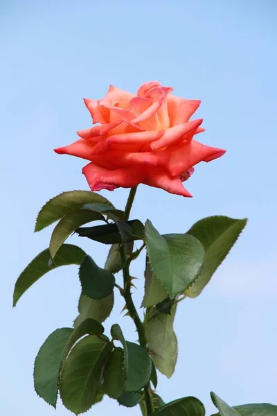 De belles roses fleurissent dans le jardin — Photo