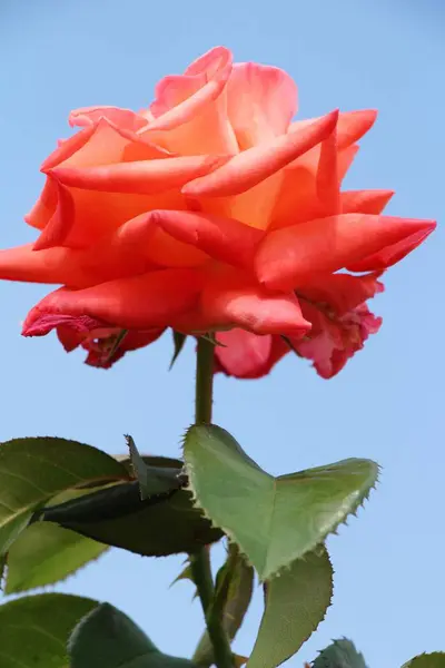 Schöne Rosen blühen im Garten — Stockfoto