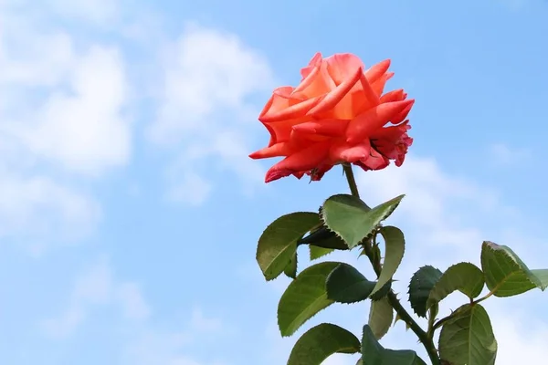 De belles roses fleurissent dans le jardin — Photo