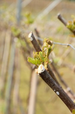 Üzüm bağ doğa ile bırakır.