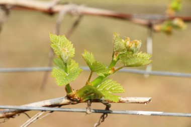Üzüm bağ doğa ile bırakır.