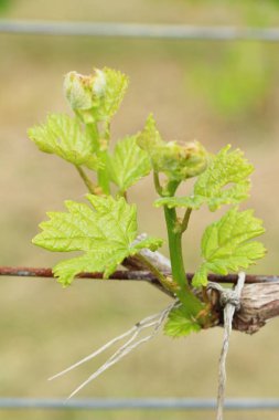 Üzüm bağ doğa ile bırakır.