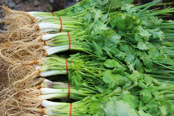 Spring onion and coriander in the market — Stock Photo, Image