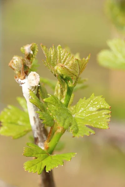 Leaves grapes in the vineyard with nature — Stock Photo, Image